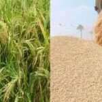 धान की फसल और मंडियों में भारी नुकसान