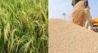 धान की फसल और मंडियों में भारी नुकसान